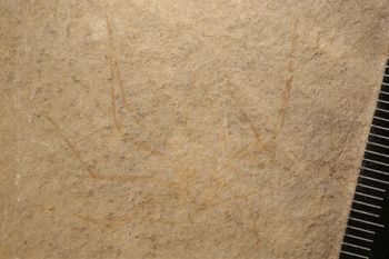 Media type: image;   Entomology PALE-6020